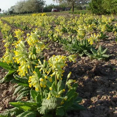 prvosenka jarní - náhled 4