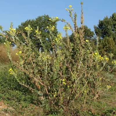 pupalka dvouletá - náhled 3