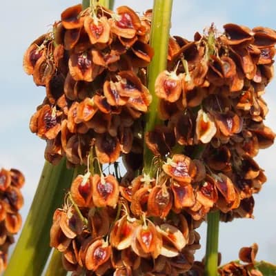 reveň kadeřavá - náhled 3