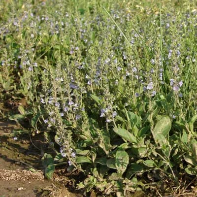 rozrazil lékařský - náhled 4