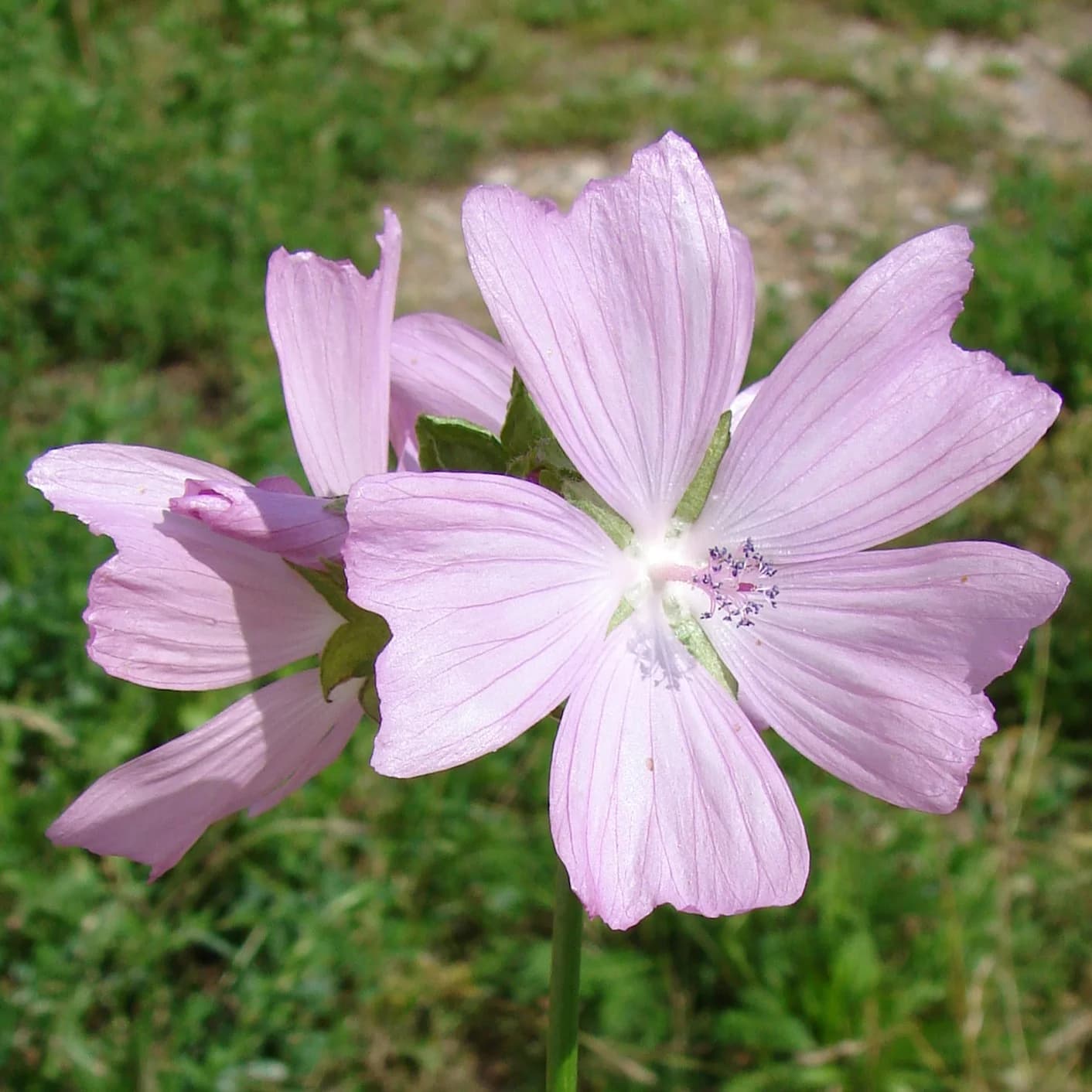 sléz pižmový - obrázek 1