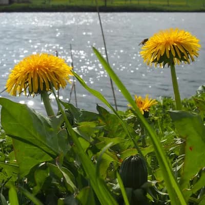 pampeliška lékařská - náhled 2