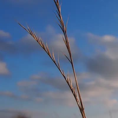 smilka tuhá - náhled 1