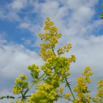 svízel syřišťový - náhled 1