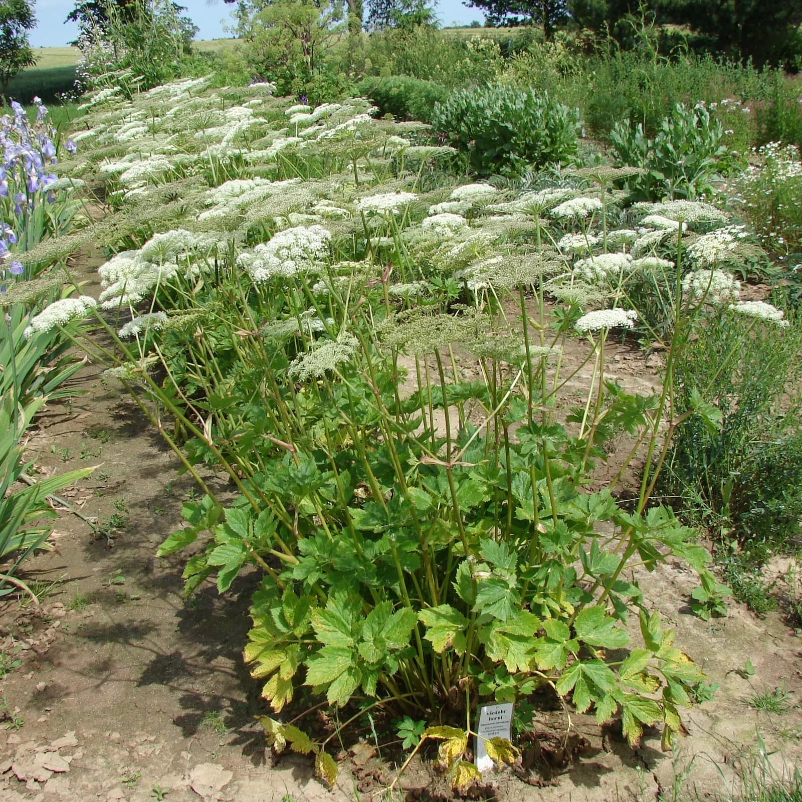 všedobr horský - obrázek 1