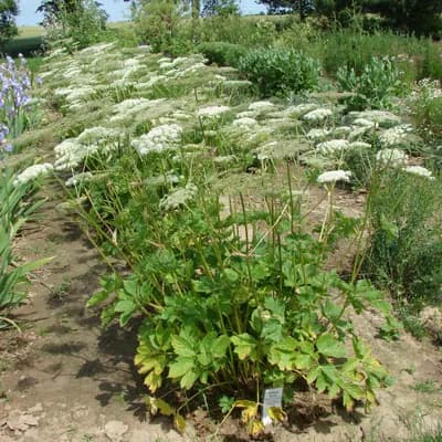 všedobr horský - náhled 1