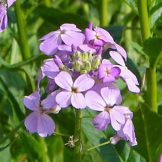 večernice vonná - obrázek 1