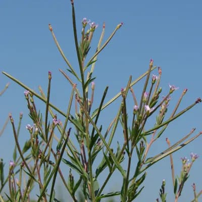 vrbovka malokvětá - náhled 2