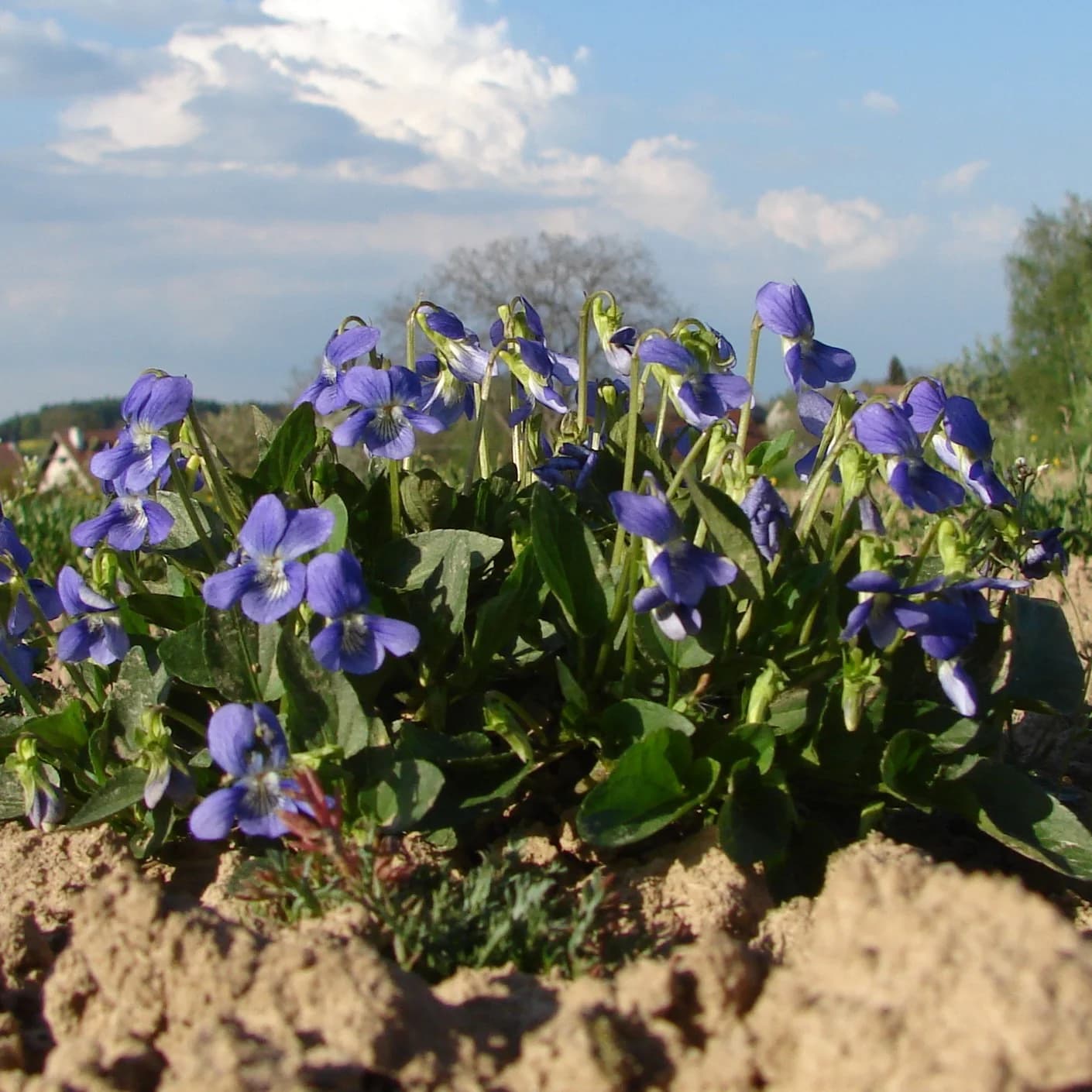 violka psí - obrázek 1