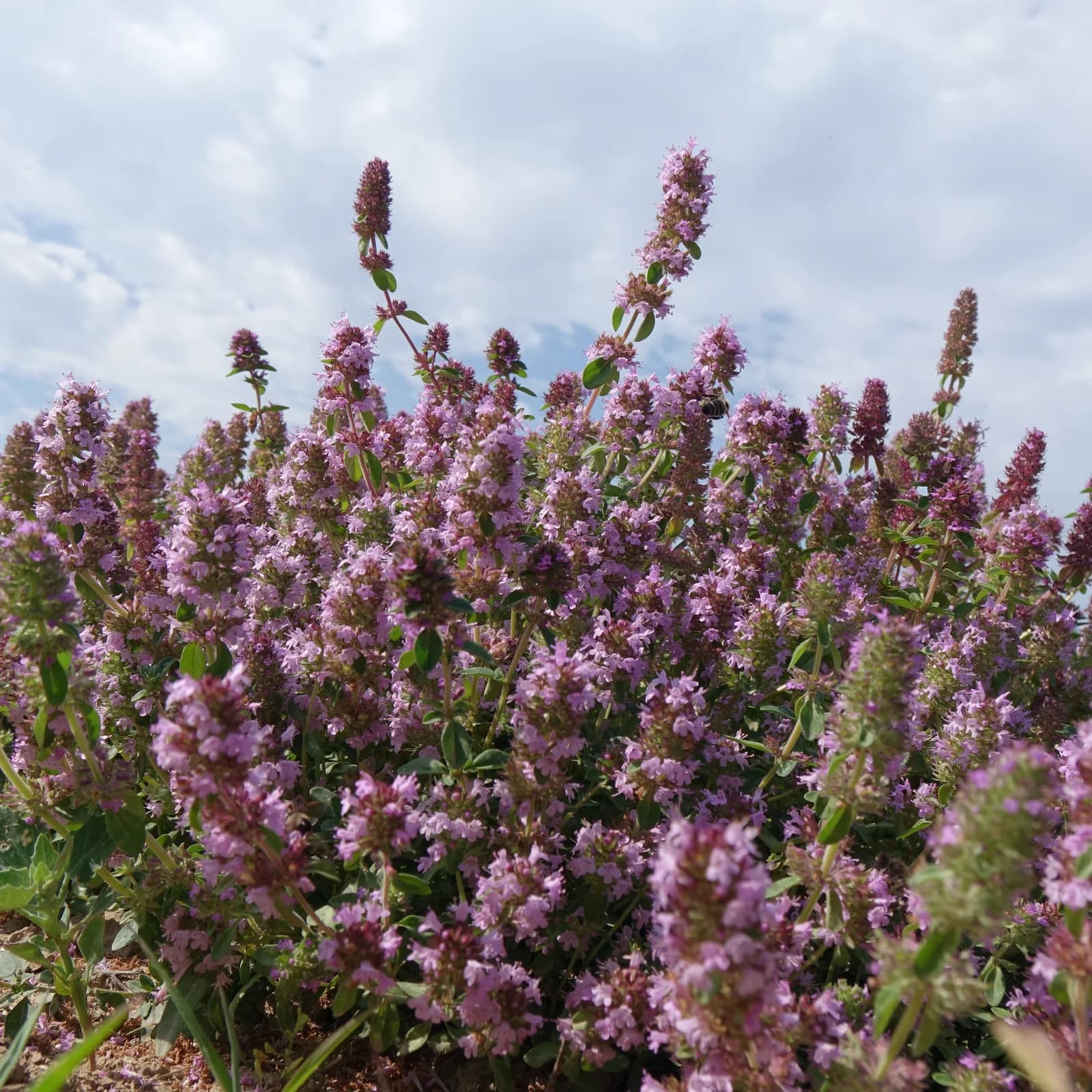 mateřídouška vejčitá - obrázek 1