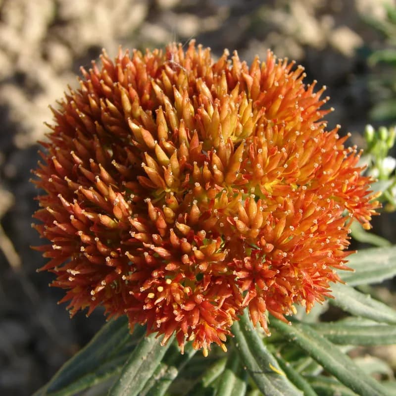 rozchodnice růžová