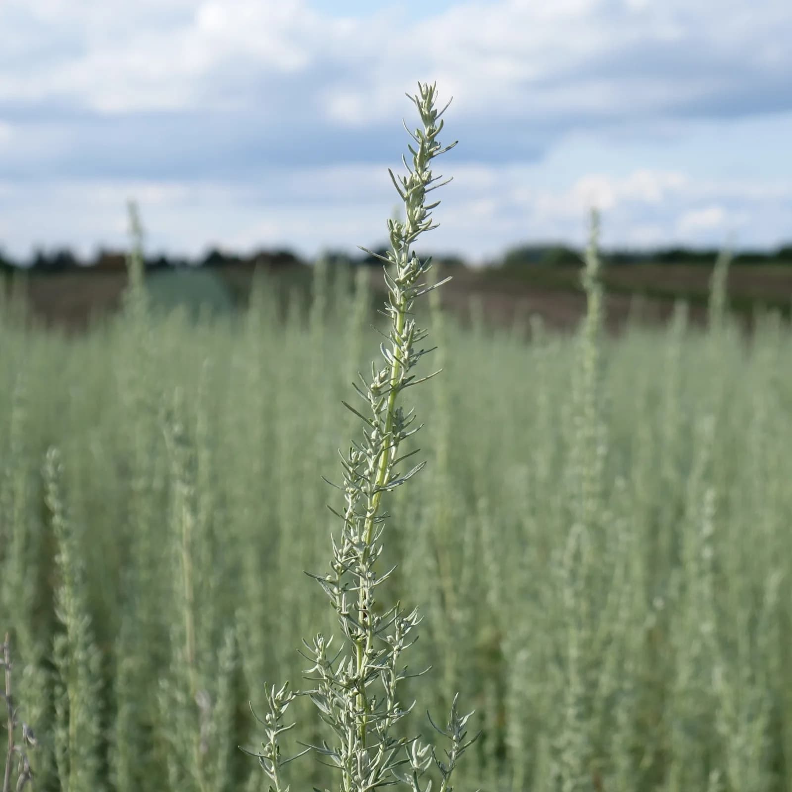 pelyněk pontický - obrázek 1