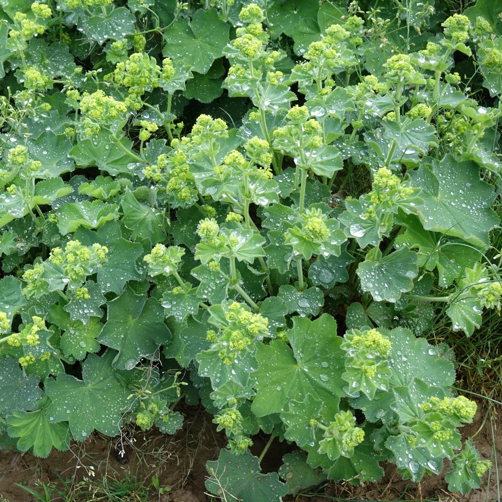 kontryhel žlutozelený - obrázek 1