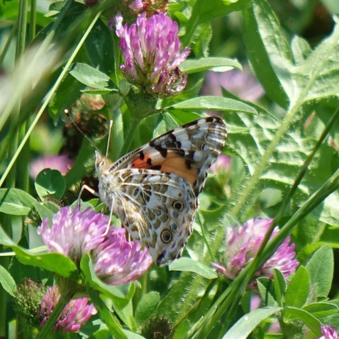 jetel luční přírodní - obrázek 1