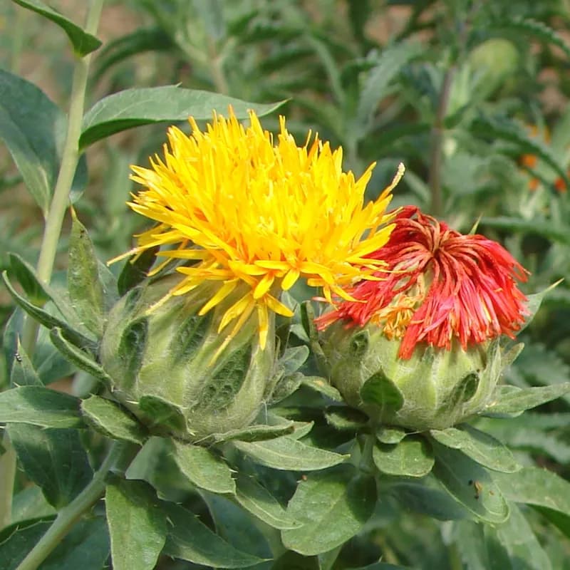 světlice barvířská