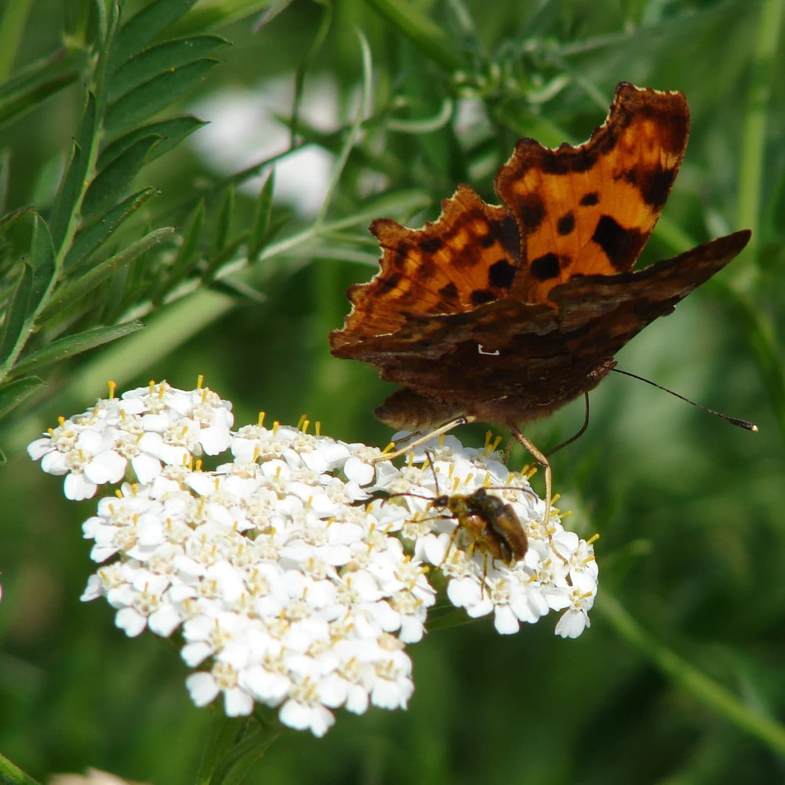 řebříček obecný - obrázek 1