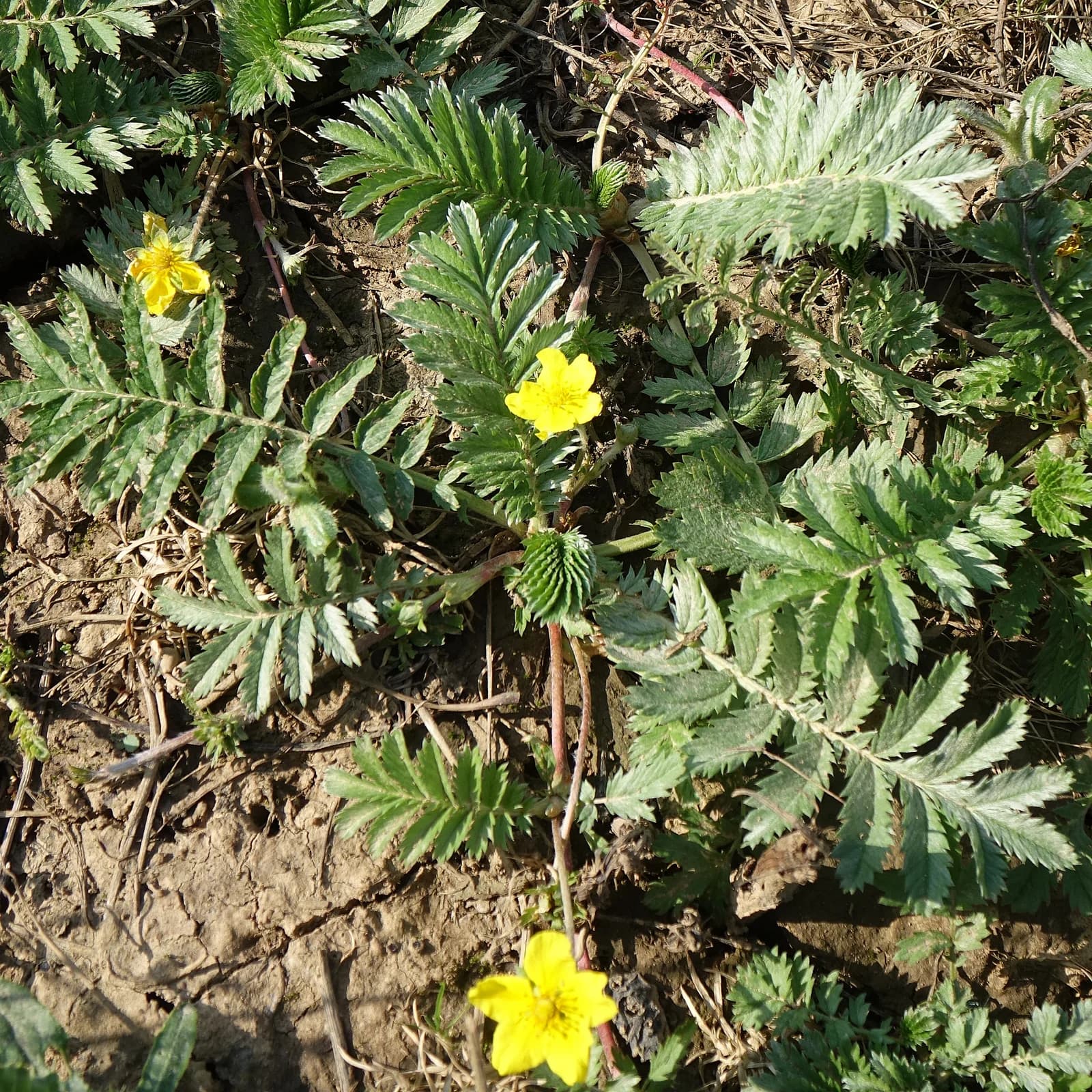 mochna husí - obrázek 1