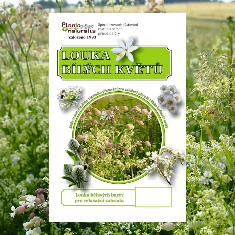 Louka bílých květů