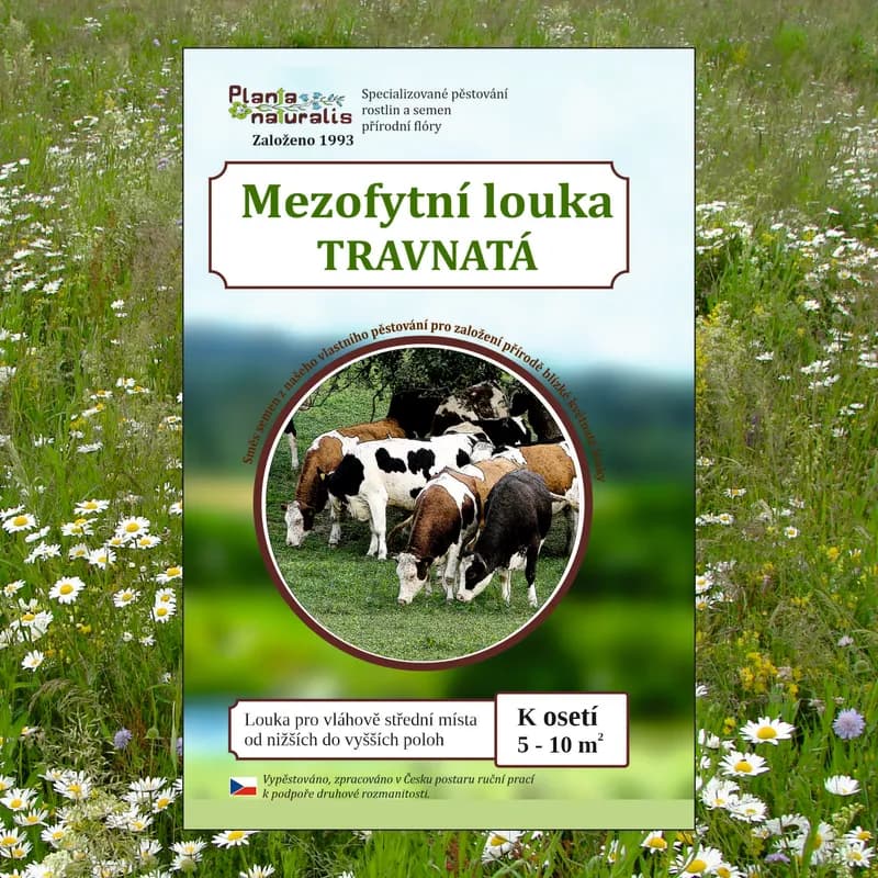 Mezofytní louka – travnatá