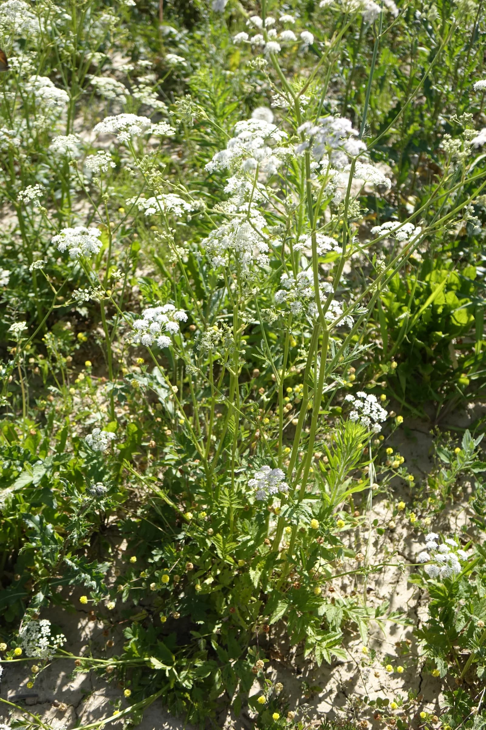 bedrník větší - obrázek 1