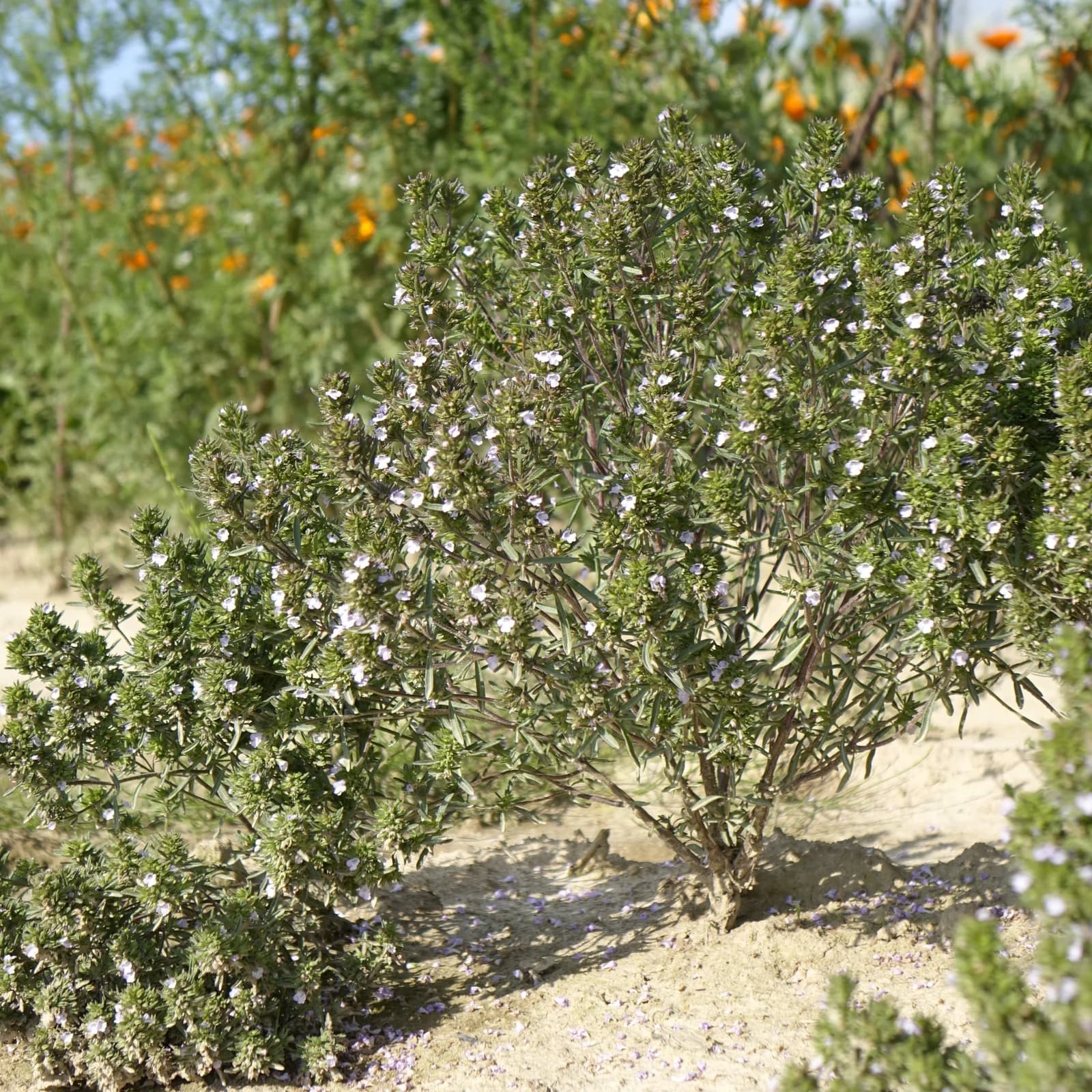 saturejka zahradní - obrázek 1