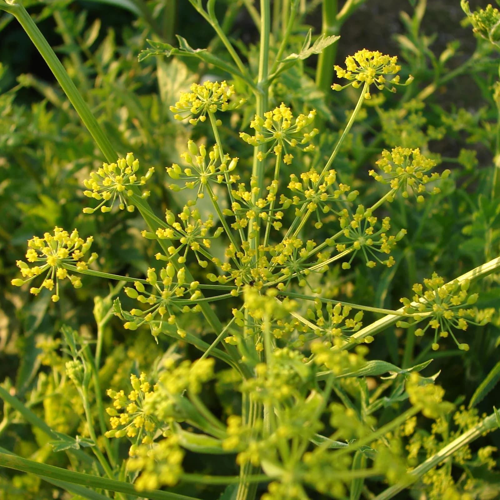 pastinák setý - obrázek 1