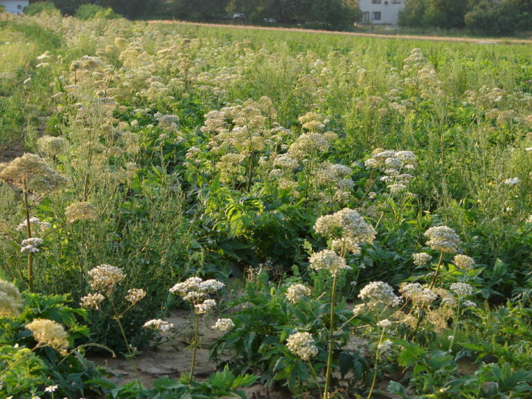 kozlík lékařský – PlantaNaturalis.com