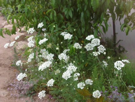  Orlaya grandiflora, Minoan Lace, White Lace Flower