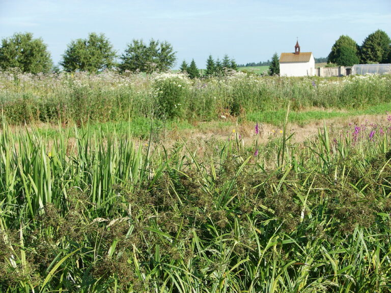skřípina lesní – PlantaNaturalis.com